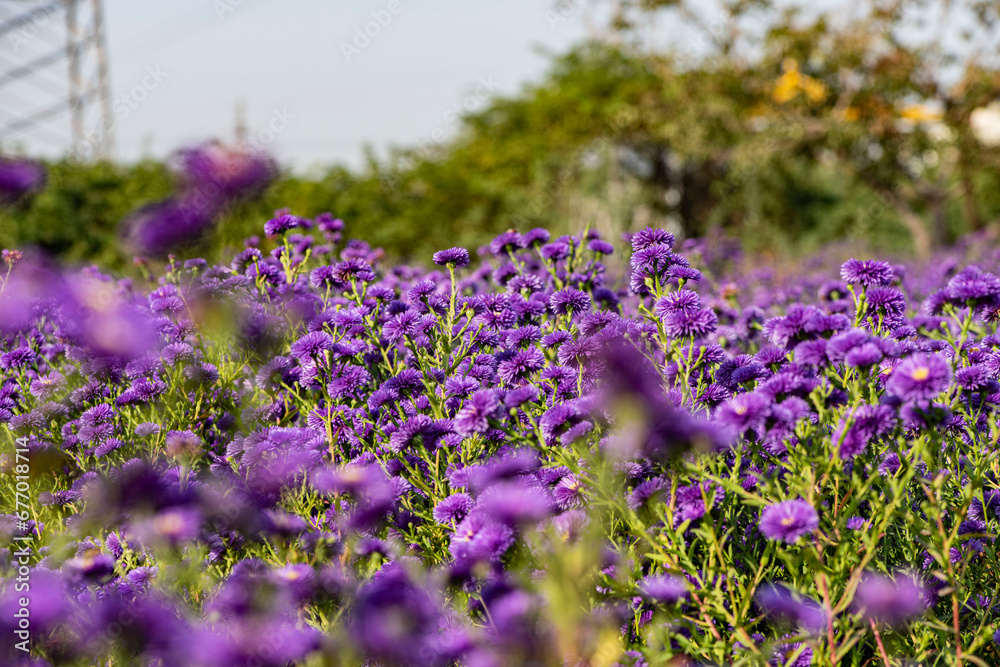 Obraz premium Dutch chrysanthemums and various butterflies in the park
