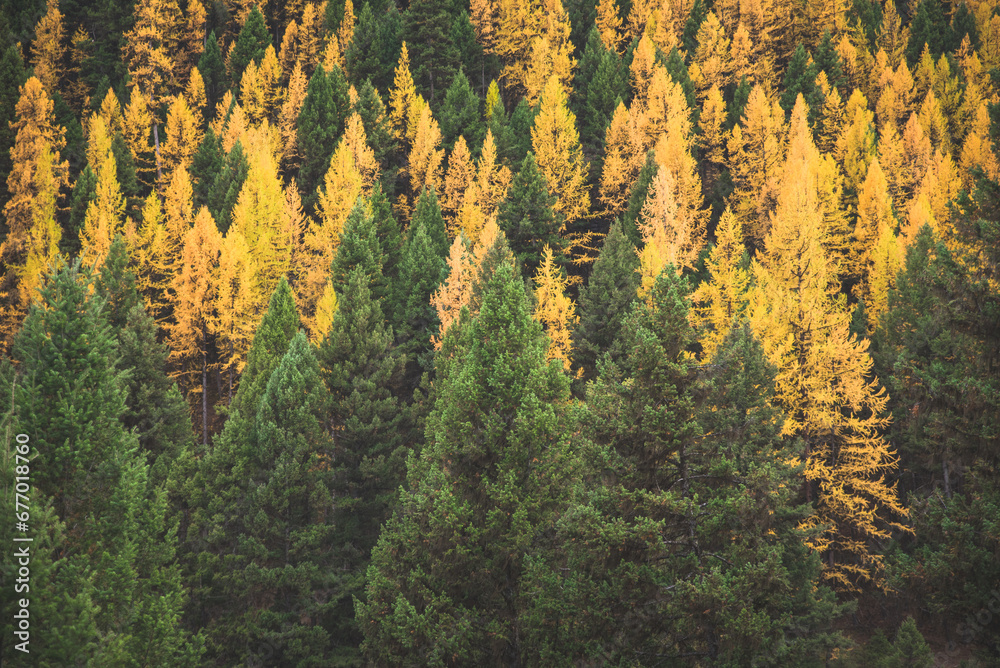 Gorgeous Larch Forest