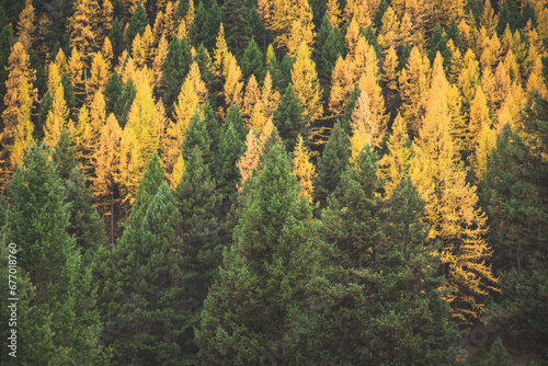 Gorgeous Larch Forest