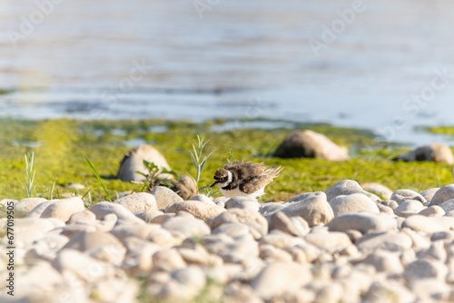 Bird in the wild with beautiful stone background outdoors ornithology theme.