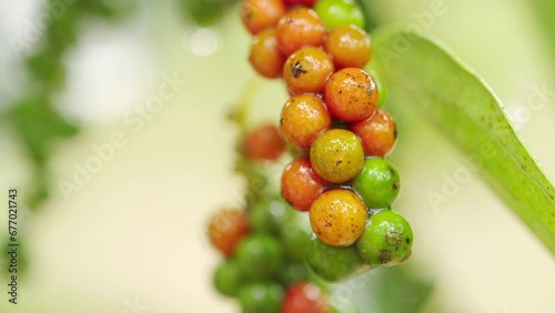 Beautiful closeup of red and green peppercorn fruit on tree black pepper seeds photo