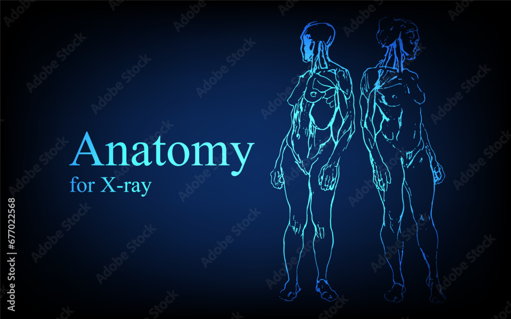 Human anatomy in front on x ray view. Anatomy human body connection, Medical, educational or science banner on futuristic blue background, Vector hand drawn illustration Human anatomy in front on x ray view. Anatomy human body connection, Medical, educational or science banner on futuristic blue background, Vector hand drawn illustration