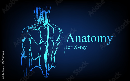 Human anatomy in front on x ray view. Anatomy human body connection, Medical, educational or science banner on futuristic blue background, Vector hand drawn illustration
