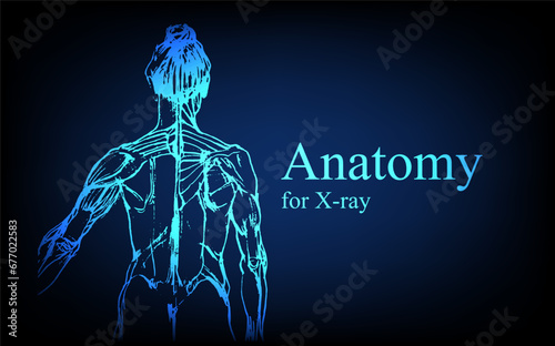 Human anatomy in front on x ray view. Anatomy human body connection, Medical, educational or science banner on futuristic blue background, Vector hand drawn illustration