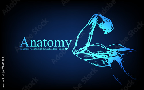 Human anatomy in front on x ray view. Anatomy human body connection, The Various Proportions Of Human Hand and Fingers, Vector hand drawn illustration