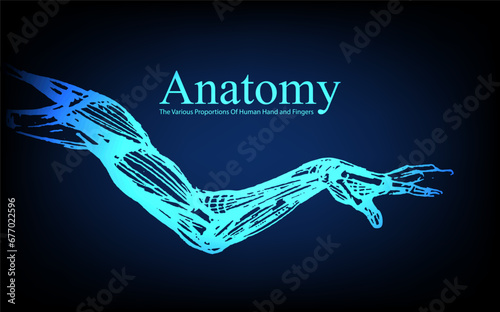 Human anatomy in front on x ray view. Anatomy human body connection, The Various Proportions Of Human Hand and Fingers, Vector hand drawn illustration
