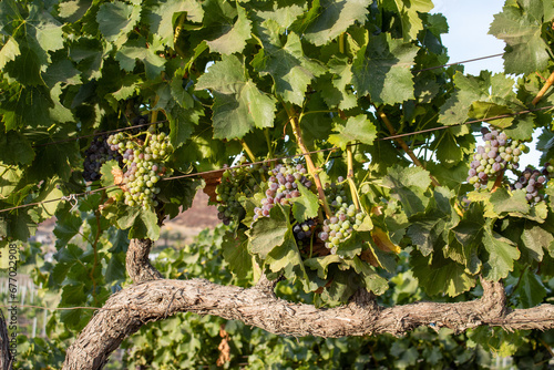 Organic Temecula Vally Grapes on the Vine in Southern Californa photo