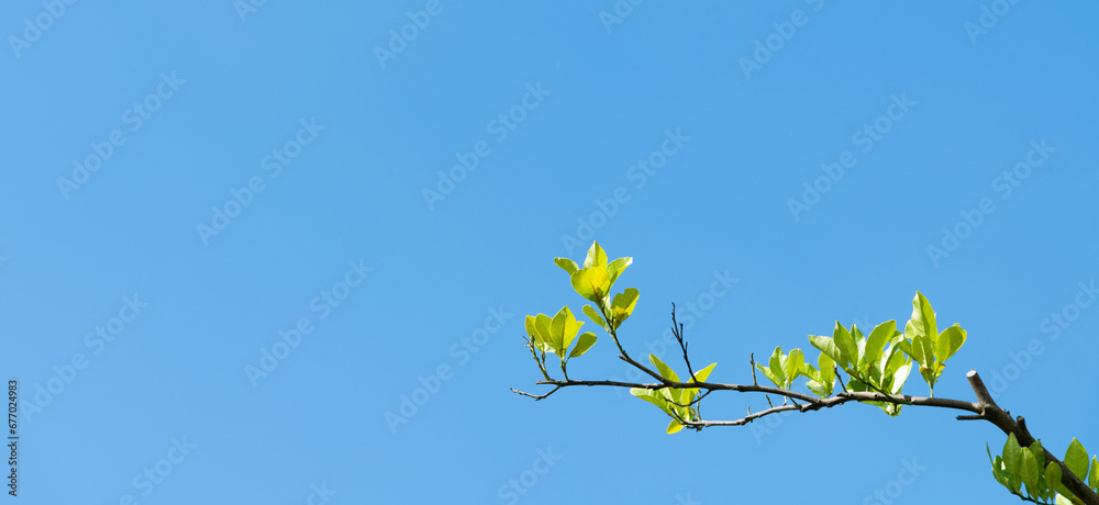 Tree branch under blue sky Tree branch under blue sky