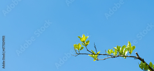Tree branch under blue sky