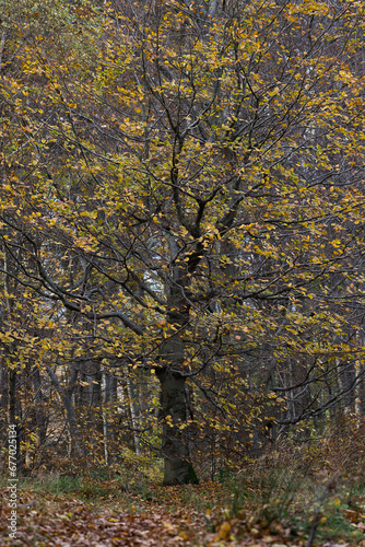 Autumn beeches in the Beskid Mały Mountains