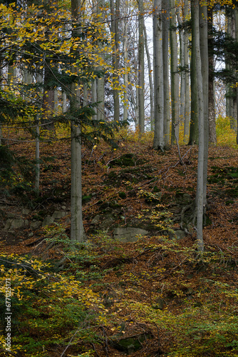 Autumn in the Beskid Mały mountains
