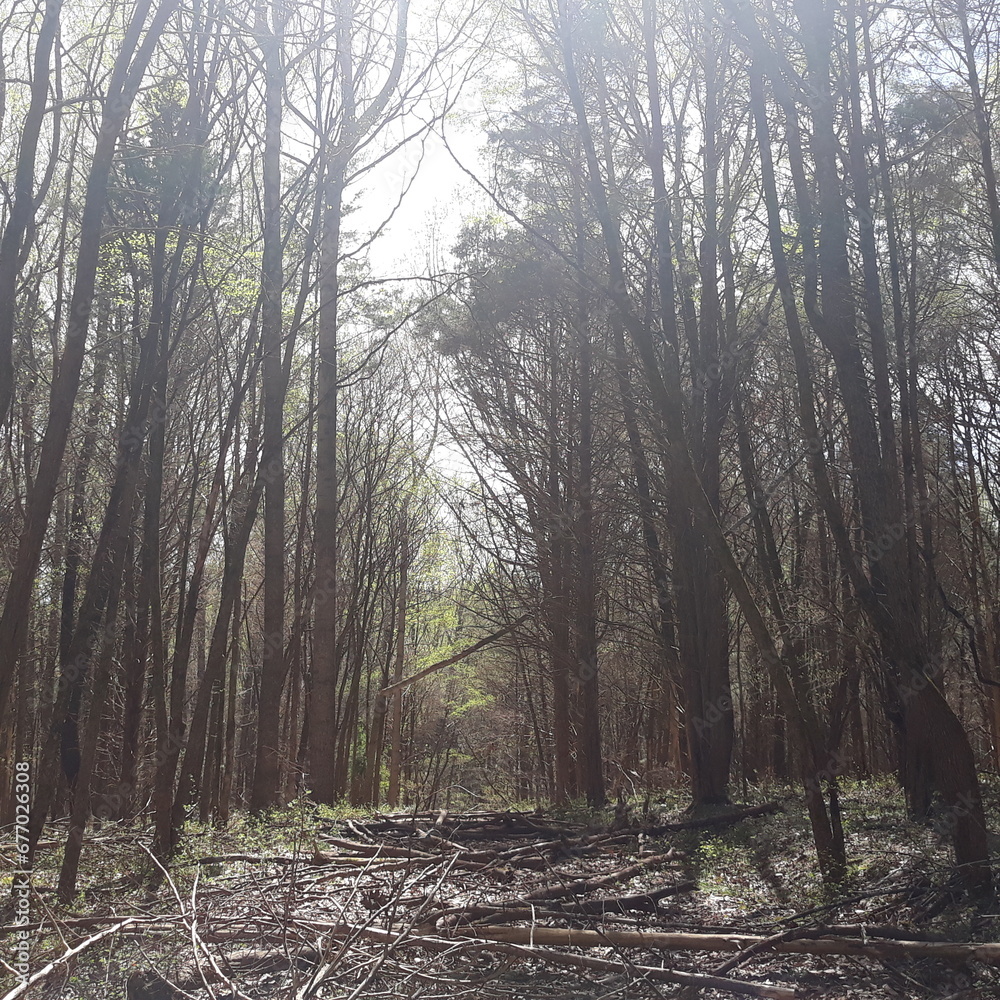 Fototapeta premium forest in the fog