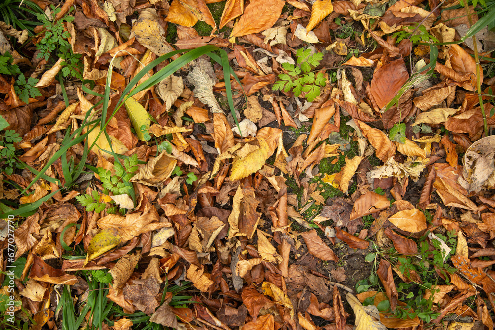 Beautiful view of leaves in autumn forest. Beautiful view of leaves in autumn forest.