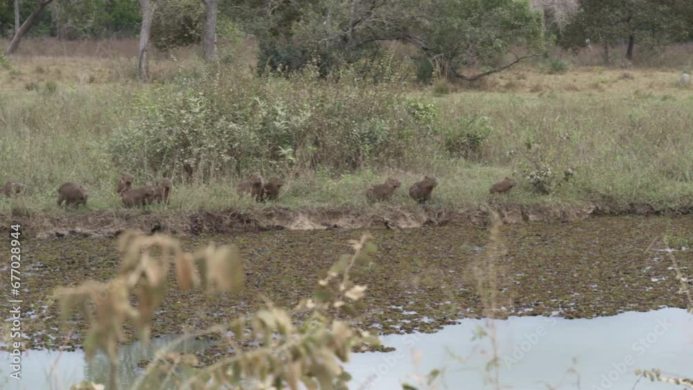 family of greater capybara, Hydrochoerus hydrochaeris, is the largest rodent of the world at a waterhole of a cattle farm in the swamp area of the pantanal in Brazil. family of greater capybara, Hydrochoerus hydrochaeris, is the largest rodent of the world at a waterhole of a cattle farm in the swamp area of the pantanal in Brazil.