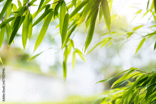 Background of green bamboo leaves © xy