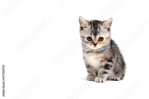 Fluffy purebred gray kitten on a white isolated background