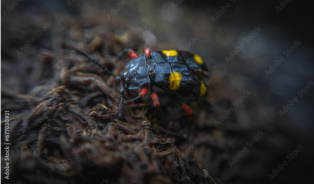 Obraz premium A yellow and black beetle on a black background.