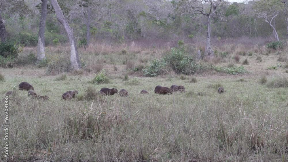 family of greater capybara, Hydrochoerus hydrochaeris, is the largest rodent of the world at a waterhole of a cattle farm in the swamp area of the pantanal in Brazil. family of greater capybara, Hydrochoerus hydrochaeris, is the largest rodent of the world at a waterhole of a cattle farm in the swamp area of the pantanal in Brazil.