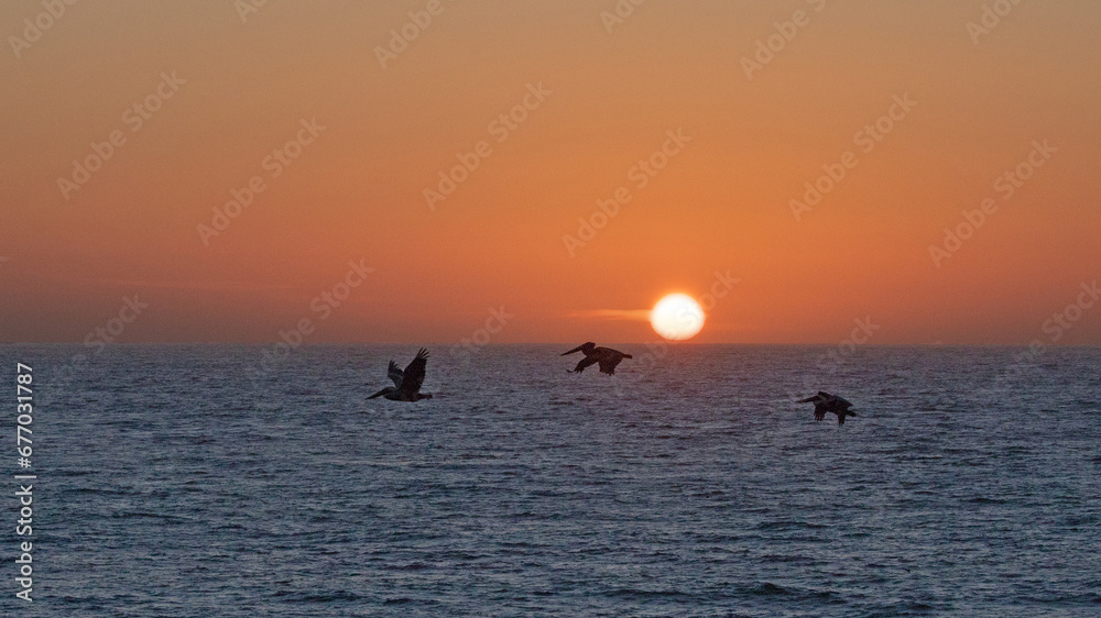Fototapeta premium Three pelicans flying over the Pacific Ocean at sunset on the California central coast at Big Sur in the United States