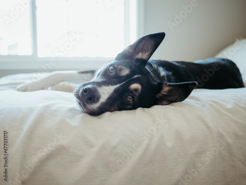 Dog Lying on Bed 