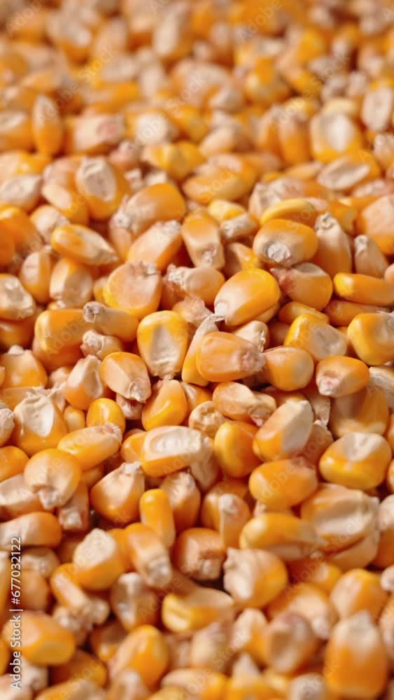 harvest organic grain yellow corn seed or maize background. harvest organic grain yellow corn seed or maize background.