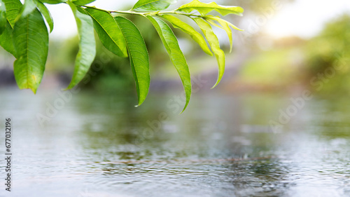 Background of fresh green leaves