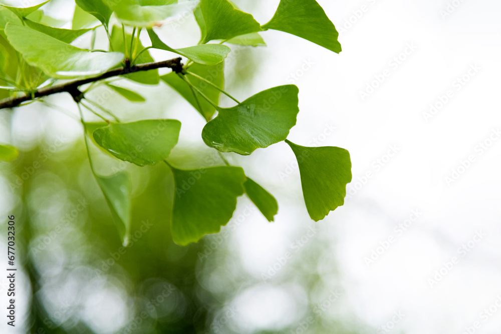 Background of ginkgo tree leaves Background of ginkgo tree leaves