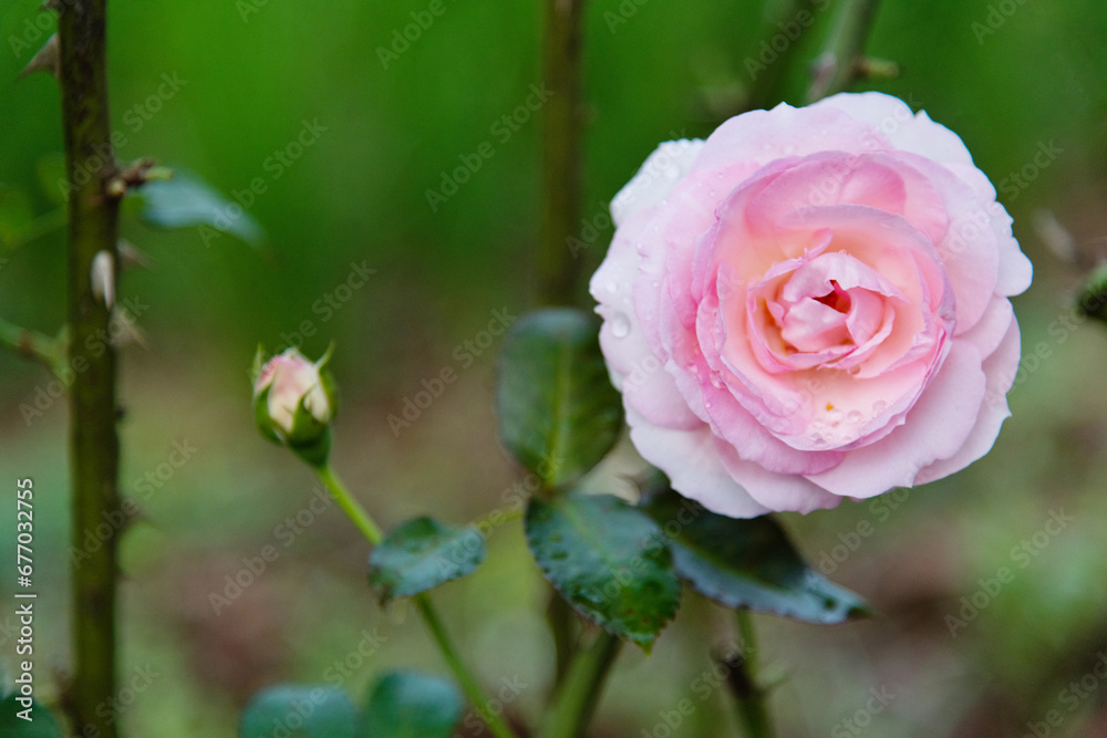 Pink rose flower blooming in the garden Pink rose flower blooming in the garden
