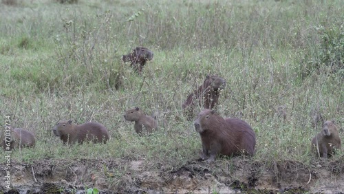 family of greater capybara, Hydrochoerus hydrochaeris, is the largest rodent of the world at a waterhole of a cattle farm in the swamp area of the pantanal in Brazil. photo