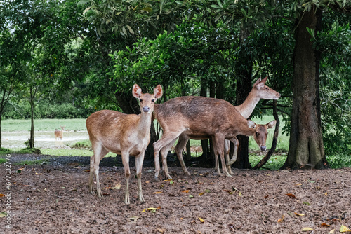 Herds of Deer Grazing in the Wildlife Filled Countryside