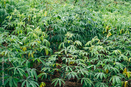 Cassava or tapioca field in countryside