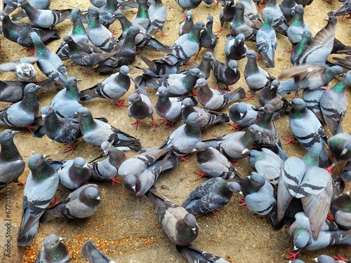 From above of flock of pigeons feeding on sunny day in Mumbai, India