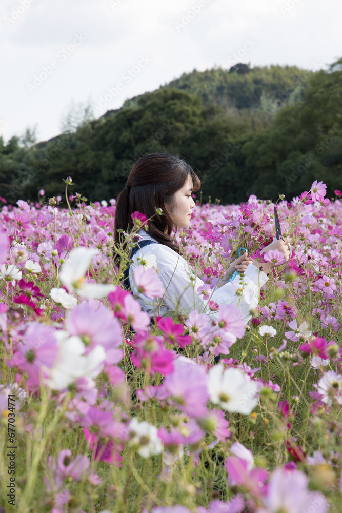 コスモス畑でコスモスの花を摘みとっている女性 コスモス畑でコスモスの花を摘みとっている女性
