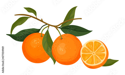 Exotic tropical juicy citrus fresh fruit, tangerine with leaves. Hand drawn abstract oranges for paper, cover, fabric, packaging. Vector illustration isolated on white background