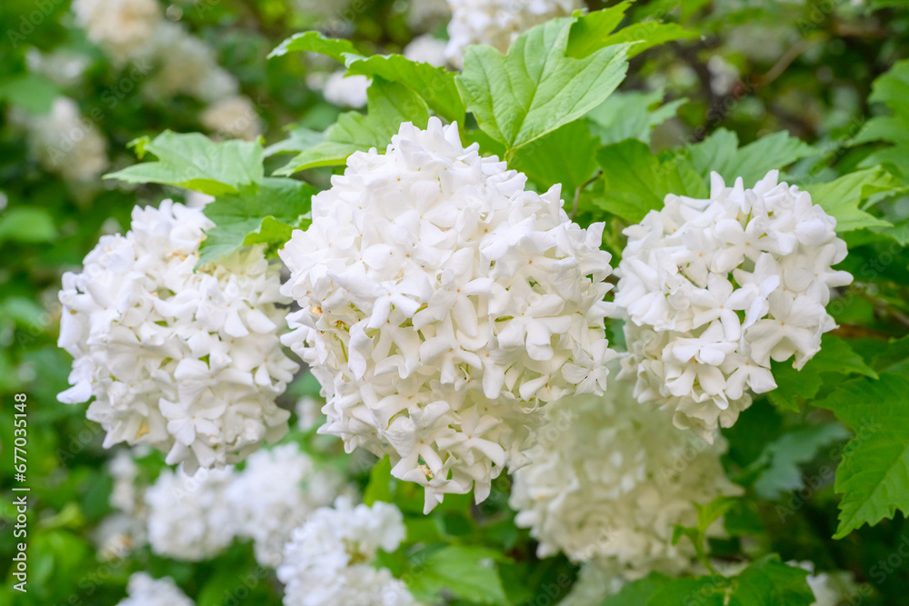 Blooming spring flowers. Large beautiful white balls of blooming Viburnum opulus Roseum Boule de Neige . White Guelder Rose or Viburnum opulus Sterilis, Snowball Bush, European Snowball. Blooming spring flowers. Large beautiful white balls of blooming Viburnum opulus Roseum Boule de Neige . White Guelder Rose or Viburnum opulus Sterilis, Snowball Bush, European Snowball.