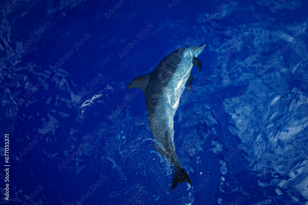 Fototapeta premium Wild Spotted Dolphins Swimming in Hawaii