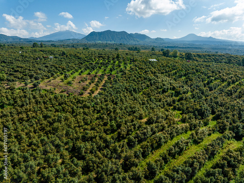 AVOCADO FARMS IN URUAPAN 