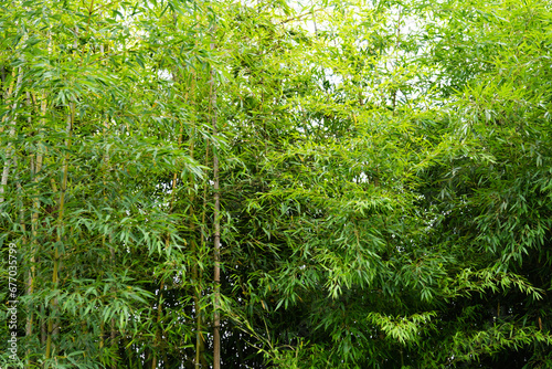 Background of green bamboo forest