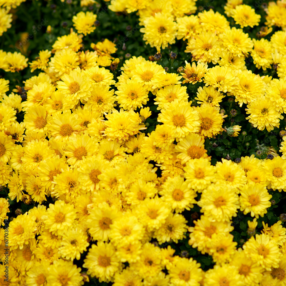 The summer garden is filled with the bright colors of chrysanthemums in full bloom. The summer garden is filled with the bright colors of chrysanthemums in full bloom.