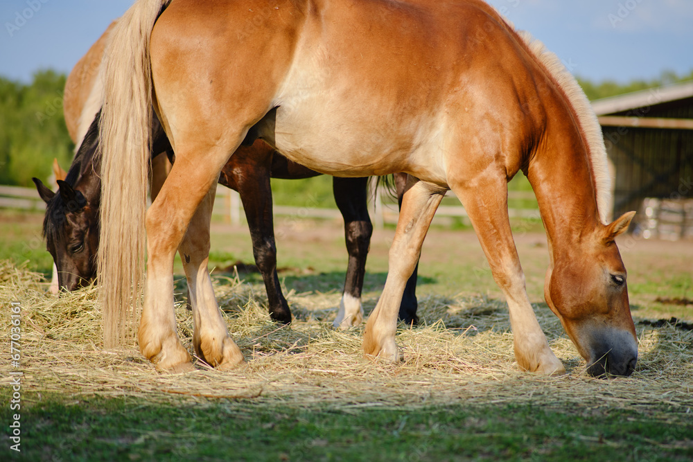 Obraz premium The farm animals, horses, dine on the nutritious hay bales in the pasture, surrounded by the beauty of nature