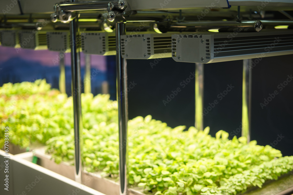 Hydroponics system in modern hydroponic farm for growing vegetables.