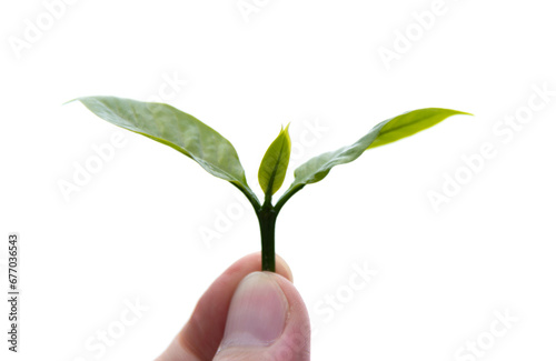 Hand holding coffee plant leaf