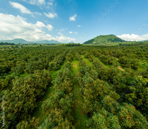 DRONE SHOT OF AVOCADO FARMS IN MICHOACAN
