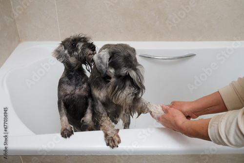 Cute miniature schnauzer puppy taking a bath in the bathroom