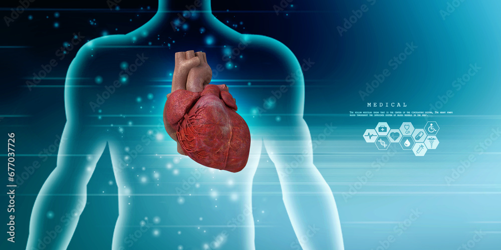 Samolepka 3d illustration  Anatomy of Human Heart