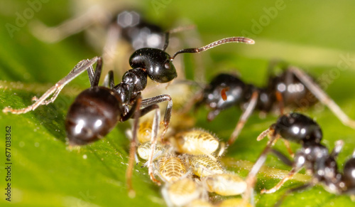 Close-up of ants and aphids on a leaf. Macro © schankz
