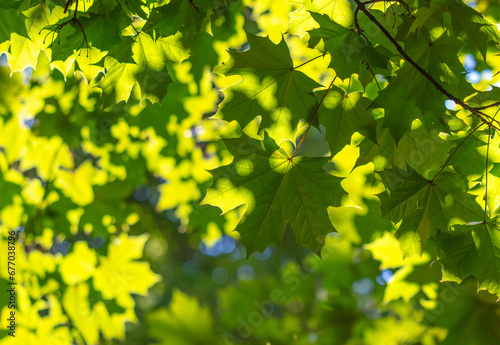 Green maple leaves on a tree in nature