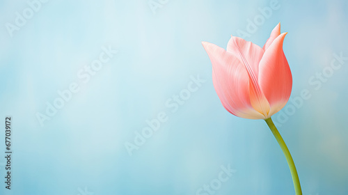 Closeup of blooming tulip flower in spring on pastel color simple background created with Generative AI Technology © AstraNova