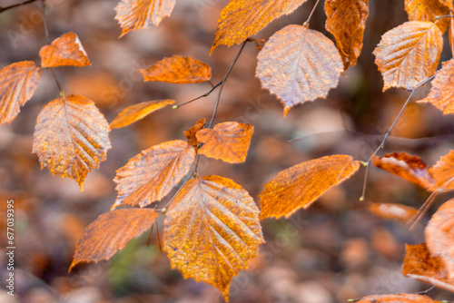 orange tree leaves, beautiful leaf texture, leaf fall, rainy day