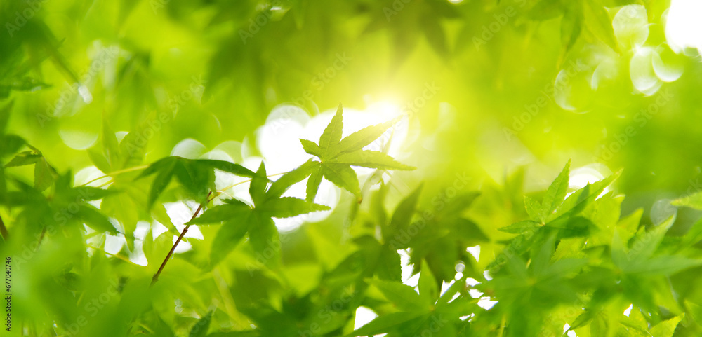 Background of green maple leaves Background of green maple leaves